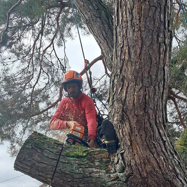 tala Pinus sylvestris Alemania