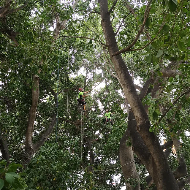poda de ficus 