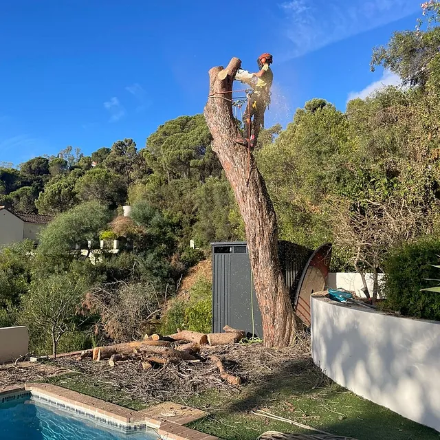 tala Pinus pinea Benahavis