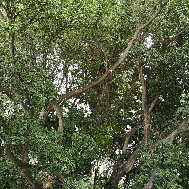 poda de ficus