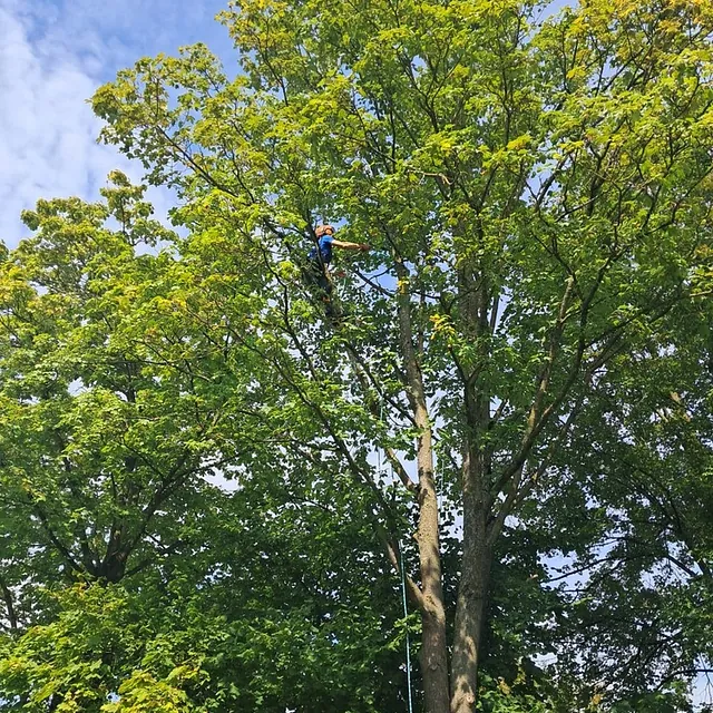 poda Acer pseudoplatanus Alemania